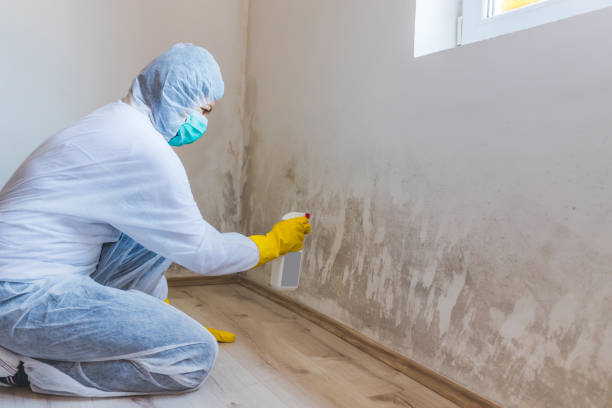 Licensed Basement Mold Remediation service in Palm Harbor, FL - WQB Mold Removal