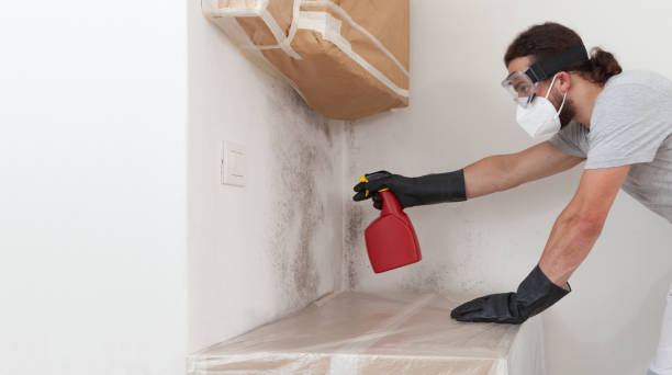 Professional Basement Mold Remediation technician working in Palm Harbor, FL