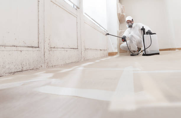 24/7 Emergency Basement Mold Remediation experts in Palm Harbor, FL