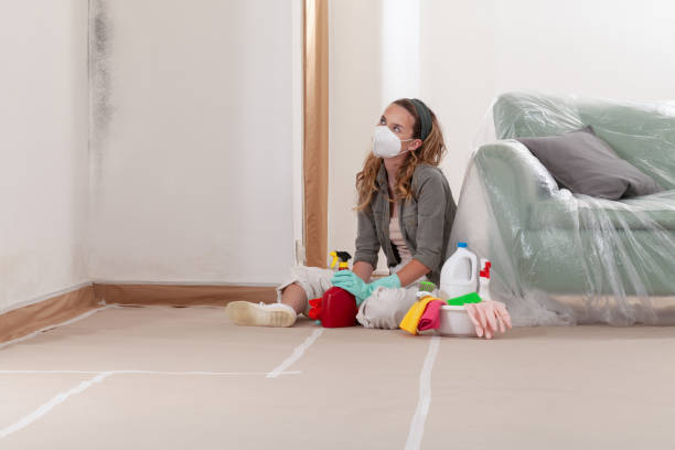 Reliable Basement Mold Remediation contractor in Palm Harbor, FL by WQB Mold Removal