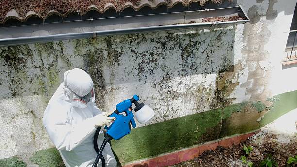 Top rated local Basement Mold Remediation specialists in Palm Harbor, FL